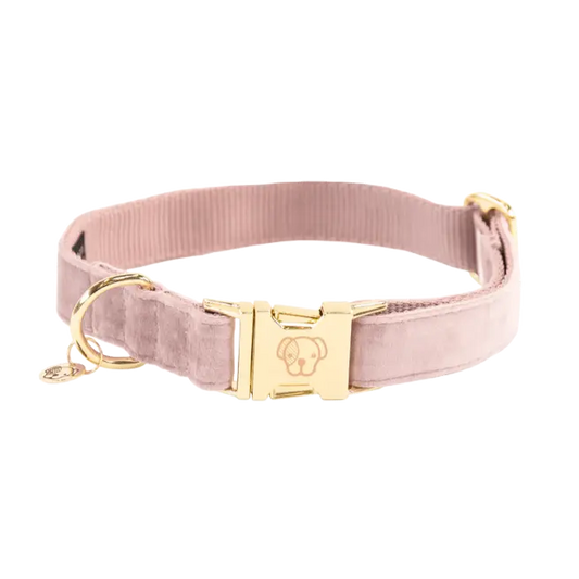 Zamatový obojok pre psa Velvet | Kentucky Horsewear