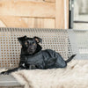 Dog Coat Original Kentucky Kentucky