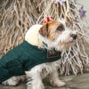 Dog Coat Original Kentucky Kentucky