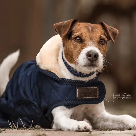 Dog Coat Original Kentucky Kentucky