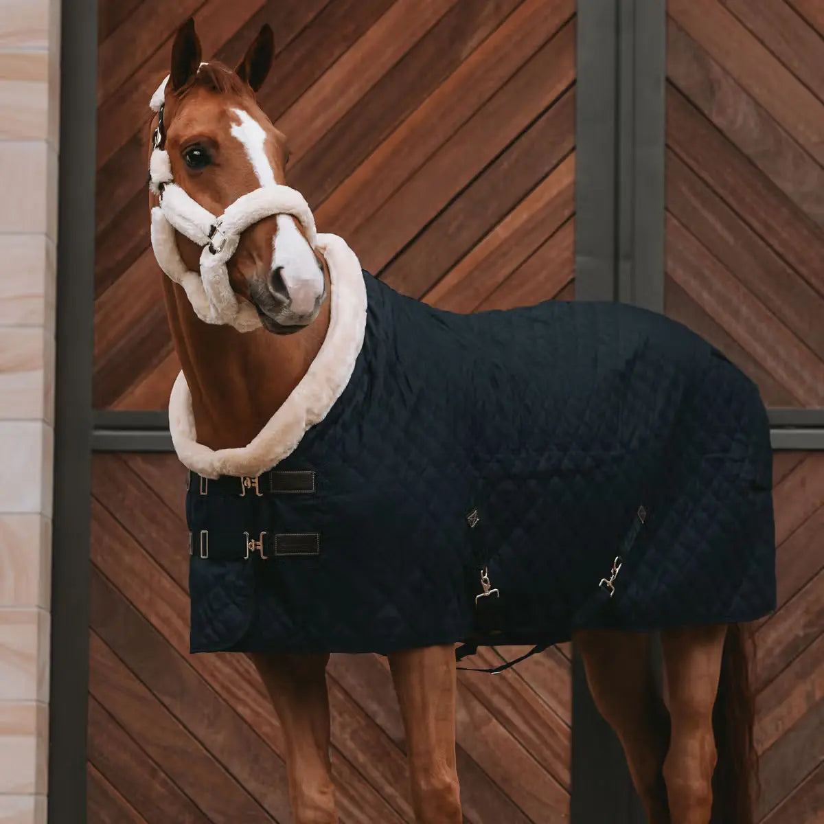 Show Rug 160g Kentucky horsewear - Nellas Horsewear